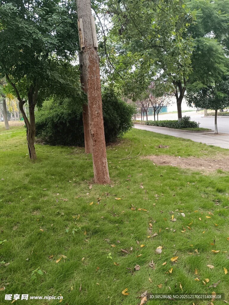 户外绿意盎然的草地树木