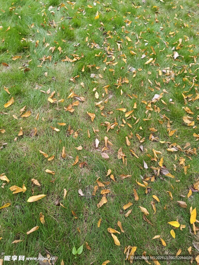 秋日草地散落斑斓树叶
