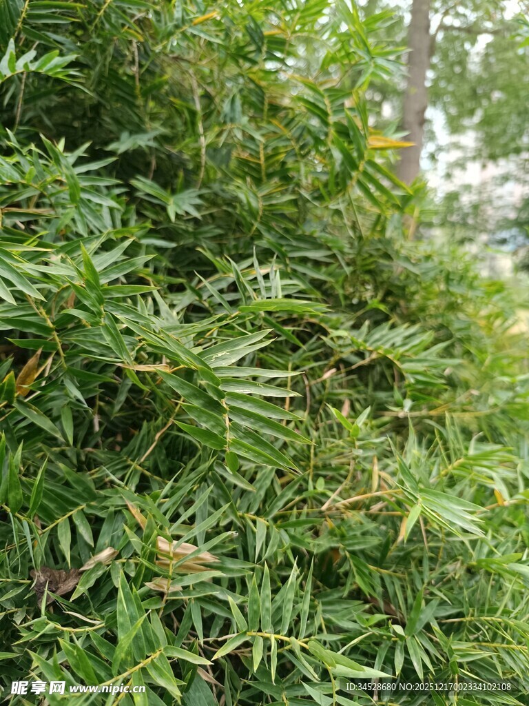 茂密翠绿的竹林景观