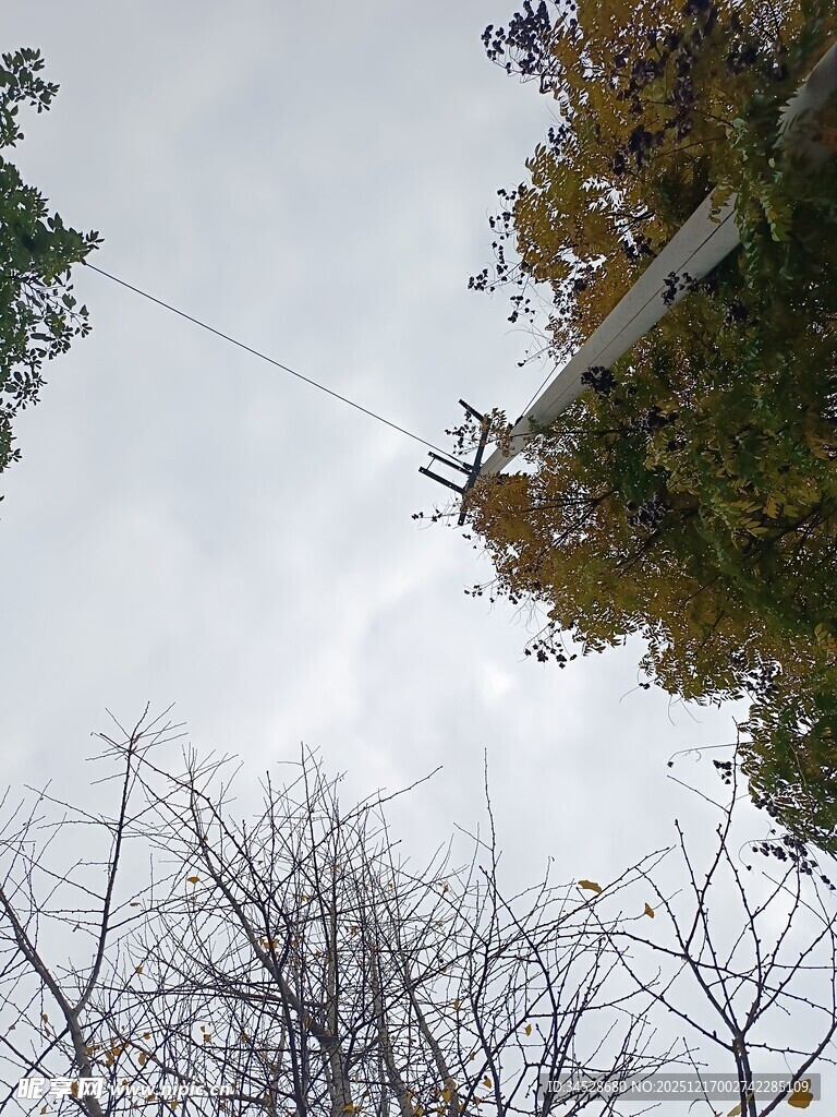 仰视秋日树梢与电线