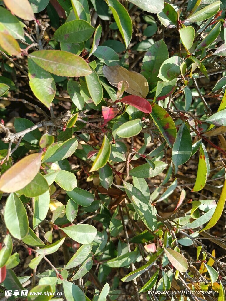 绿叶间的多彩叶片