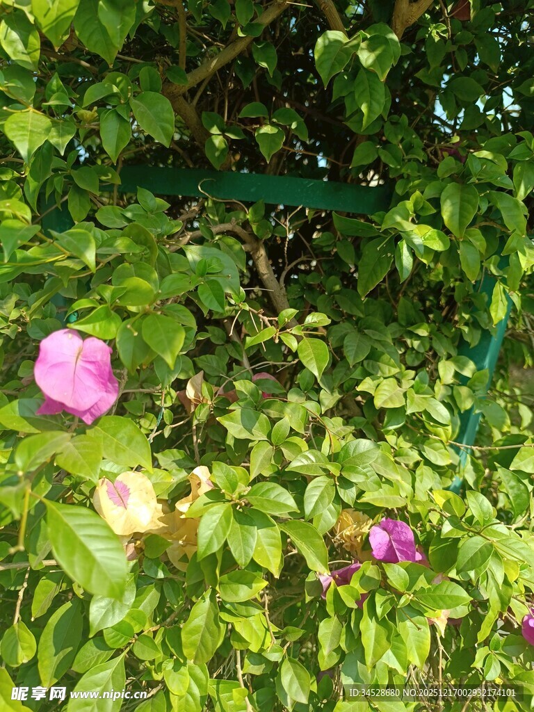 绿叶丛中的娇艳花朵