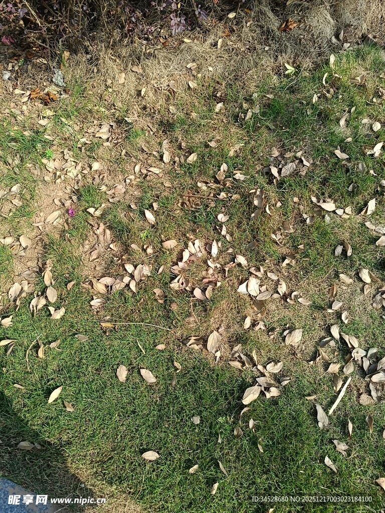 草地散落枯叶景象