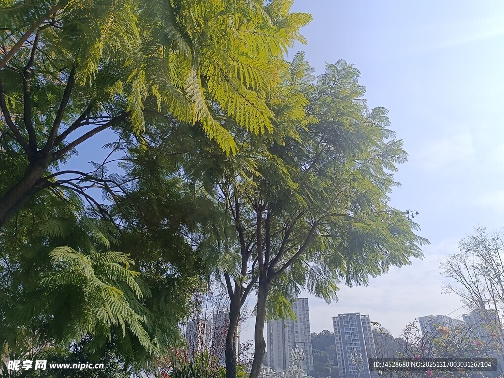 城市中葱郁树木与蓝天