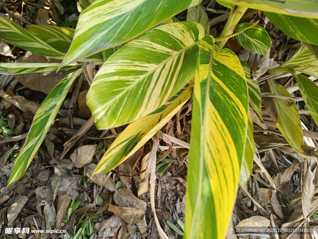 黄绿相间斑纹植物叶片