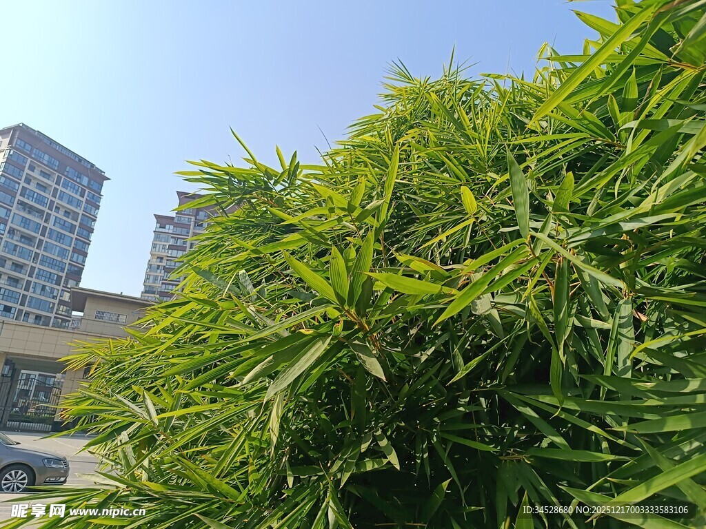 城市中葱郁的绿色植物