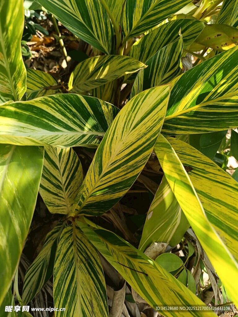 斑斓条纹叶片的热带植物