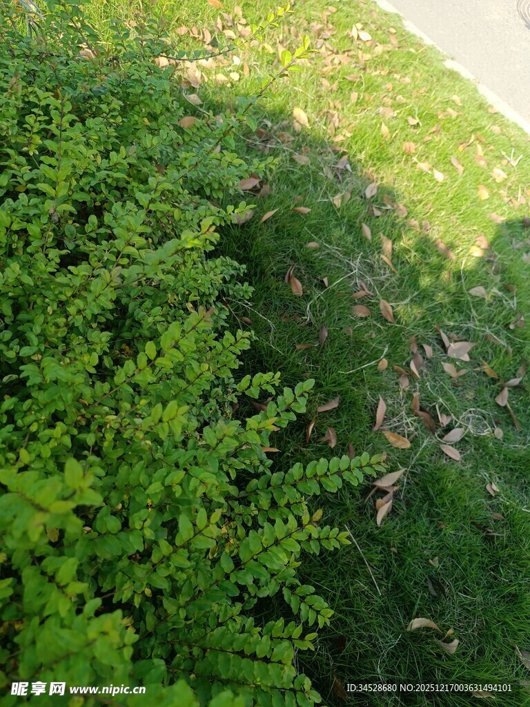 俯瞰翠绿繁茂的植被