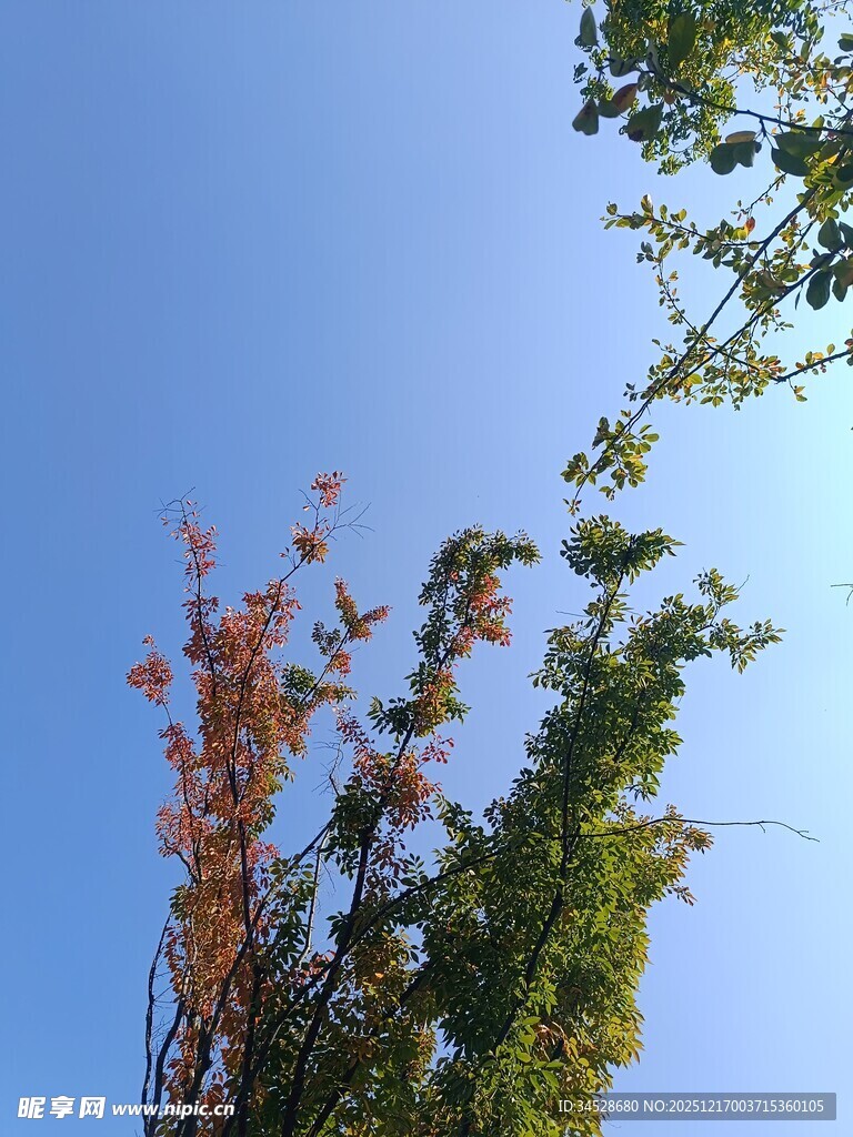 蓝天映衬下的多彩树木