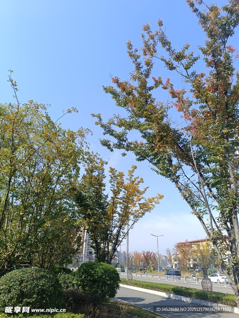 秋日街道旁的葱郁绿植