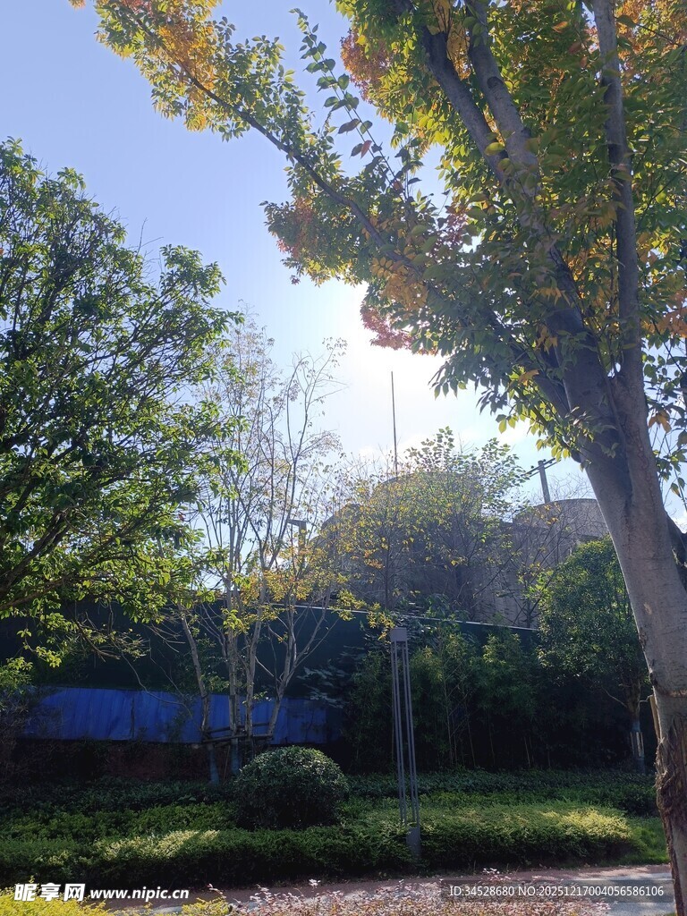 阳光照耀下的绿意庭院