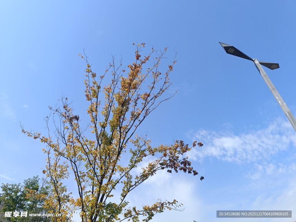 蓝天绿树旁的路灯