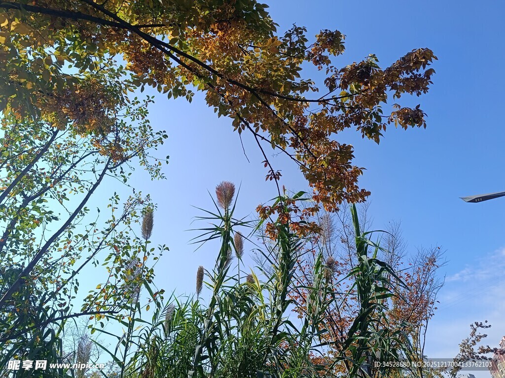 秋日树梢与蓝天景致