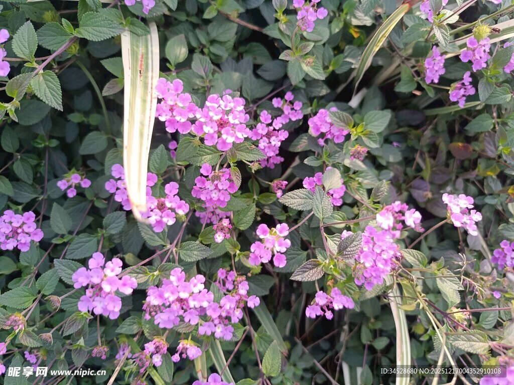 紫色小花绽放绿叶间