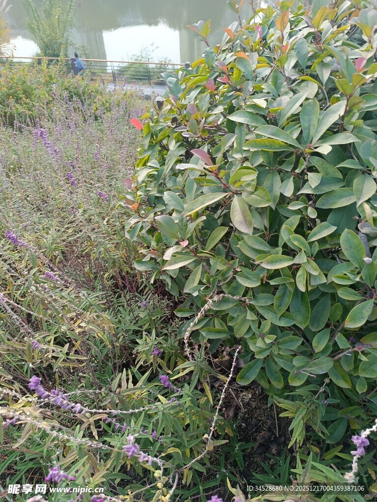 野外繁茂绿植景观