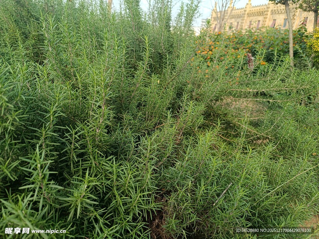 野外茂盛的绿色植物景观