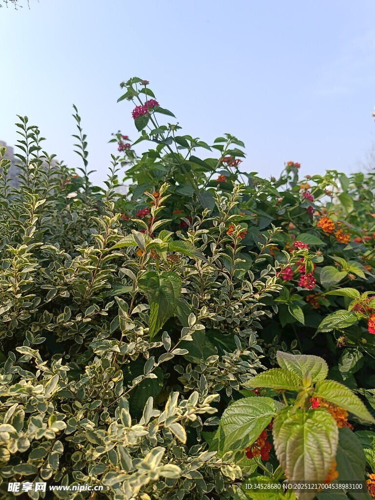 果园中的繁茂果树与果实