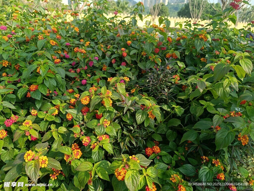 辣椒种植园的繁茂景象