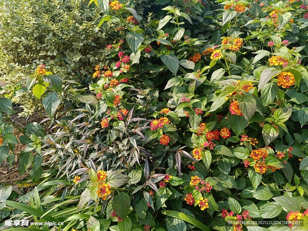 绿叶间的橙红果实