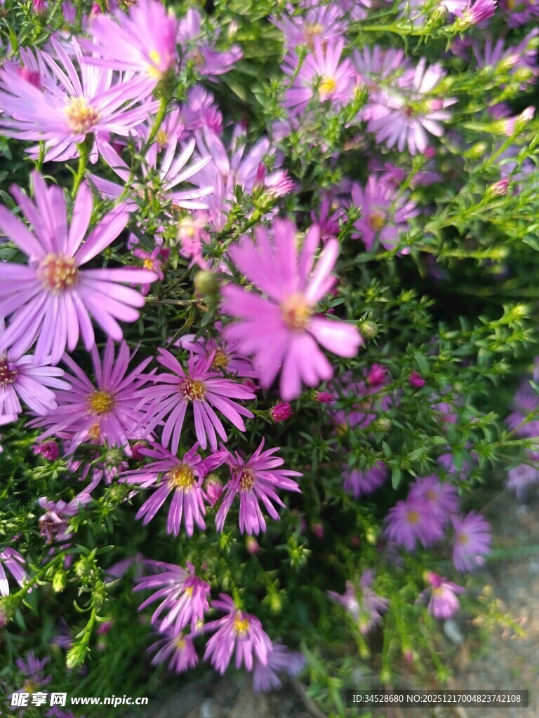 美丽紫菀花绽放