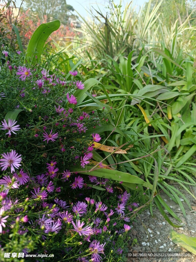 紫色花卉与绿植的景致