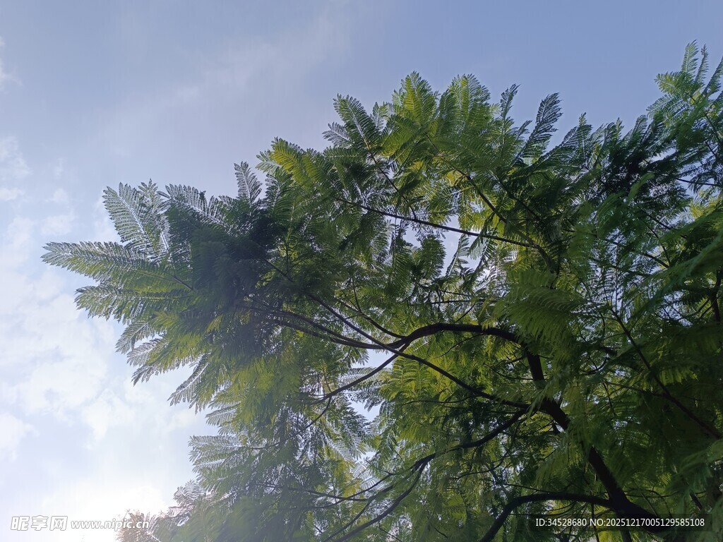 阳光下的葱郁树梢