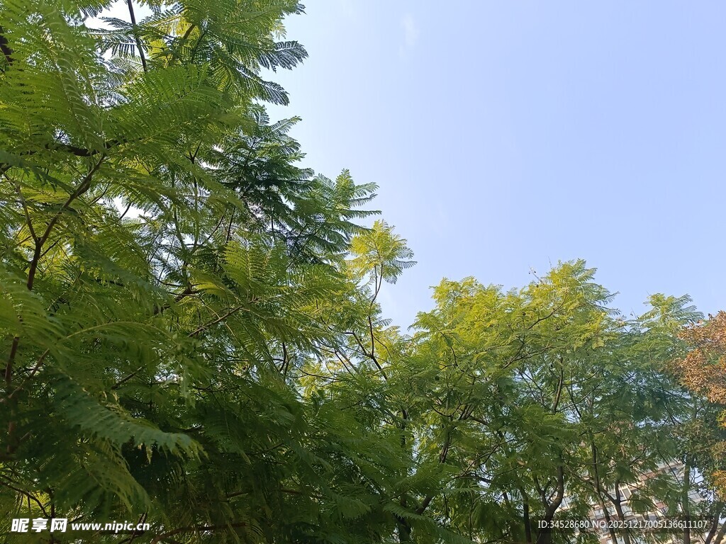 夏日繁茂绿树蓝天