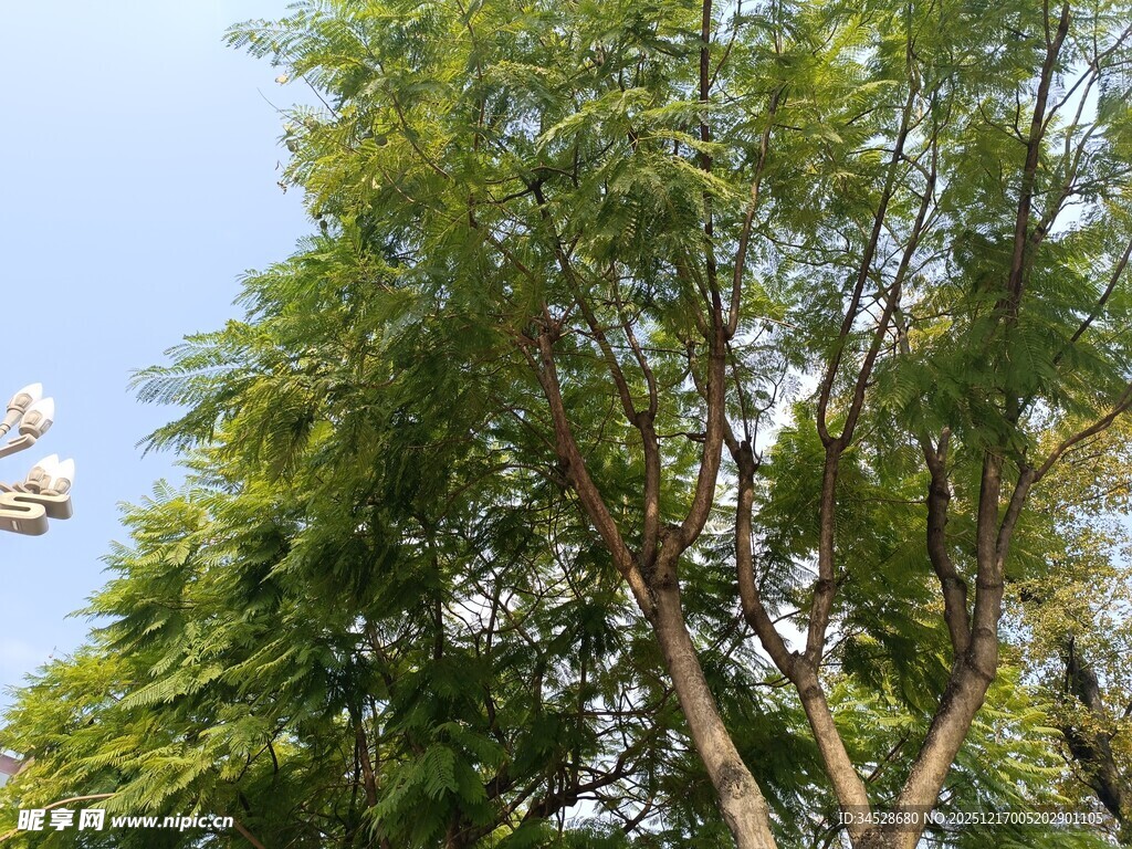 高大葱郁的绿树