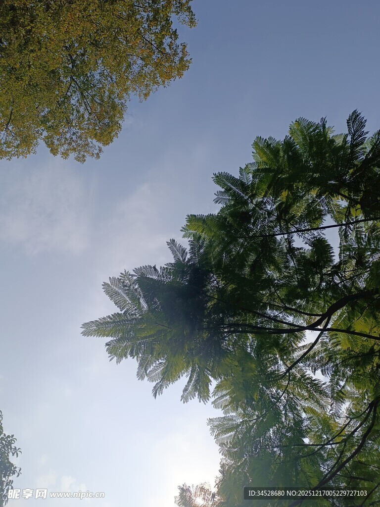 仰望林间蓝天与繁茂树木