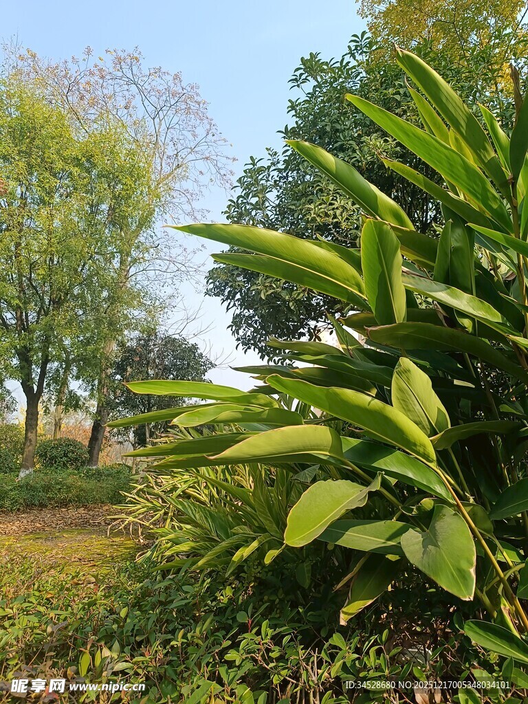 乡村绿意盎然的自然景致