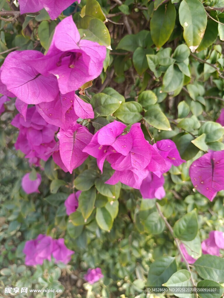 娇艳三角梅绽放