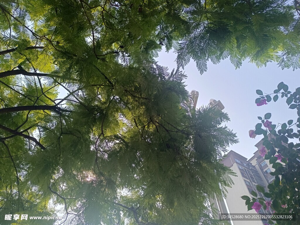 透过枝叶看天空