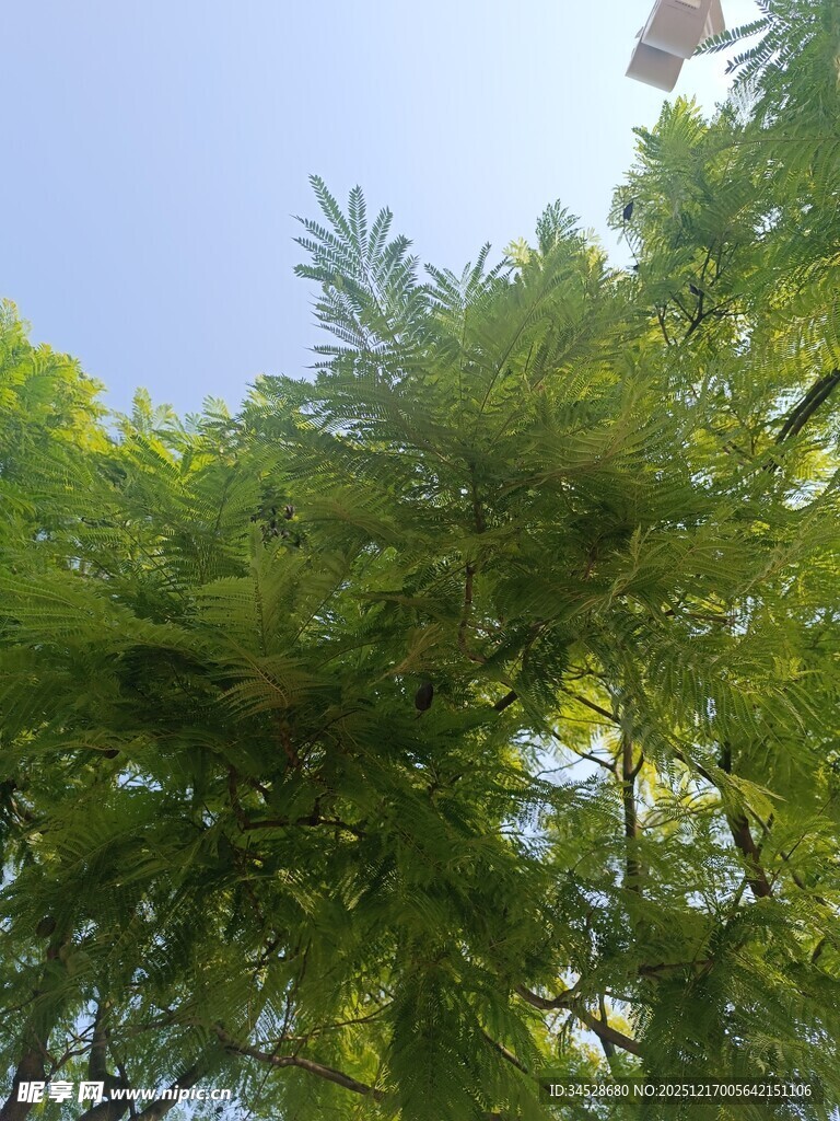 阳光下的葱郁绿树