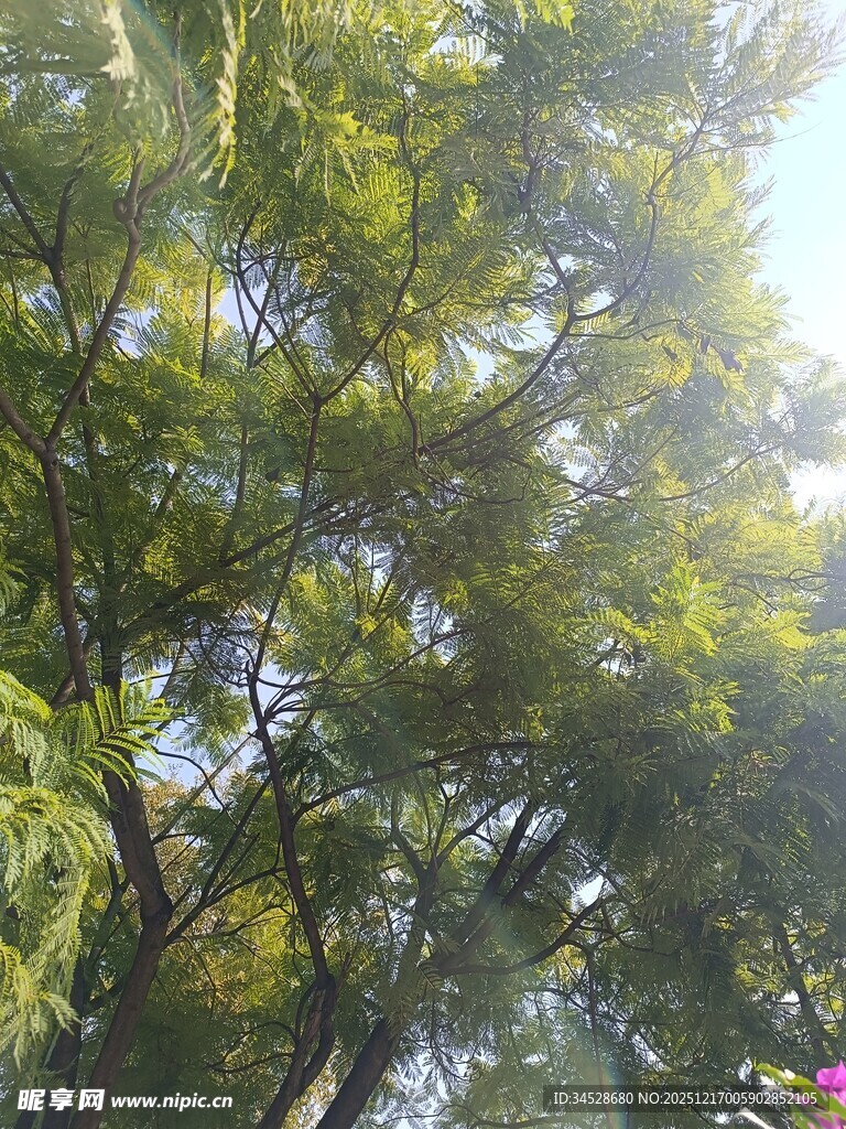 阳光下的葱郁绿树