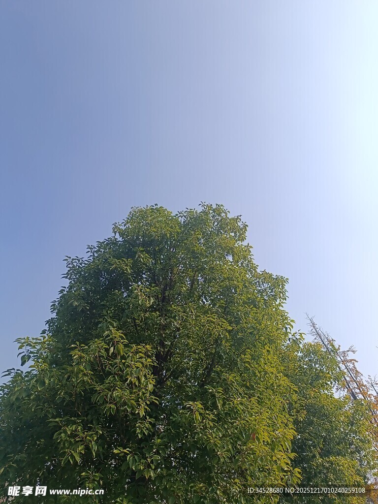 阳光下的葱郁大树