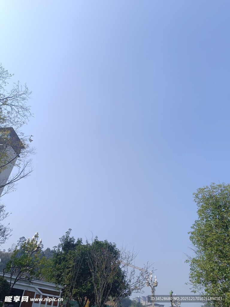 晴朗天空下的绿树与建筑