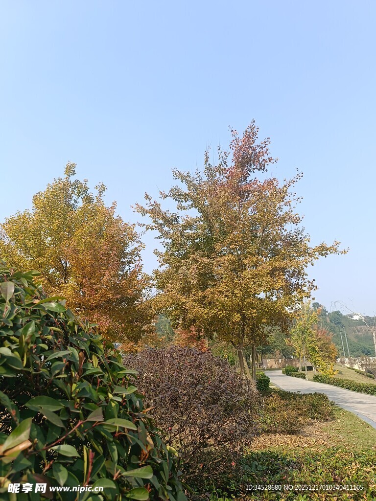 秋日路旁多彩树木景观