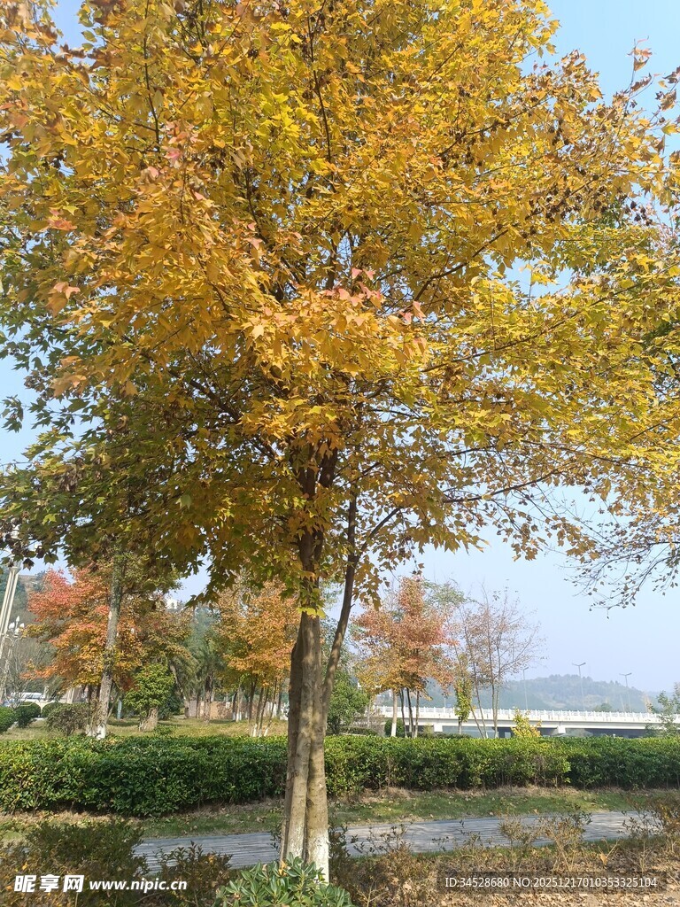 秋日湖畔金黄树木美景