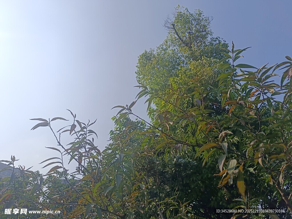 阳光下的葱郁竹林