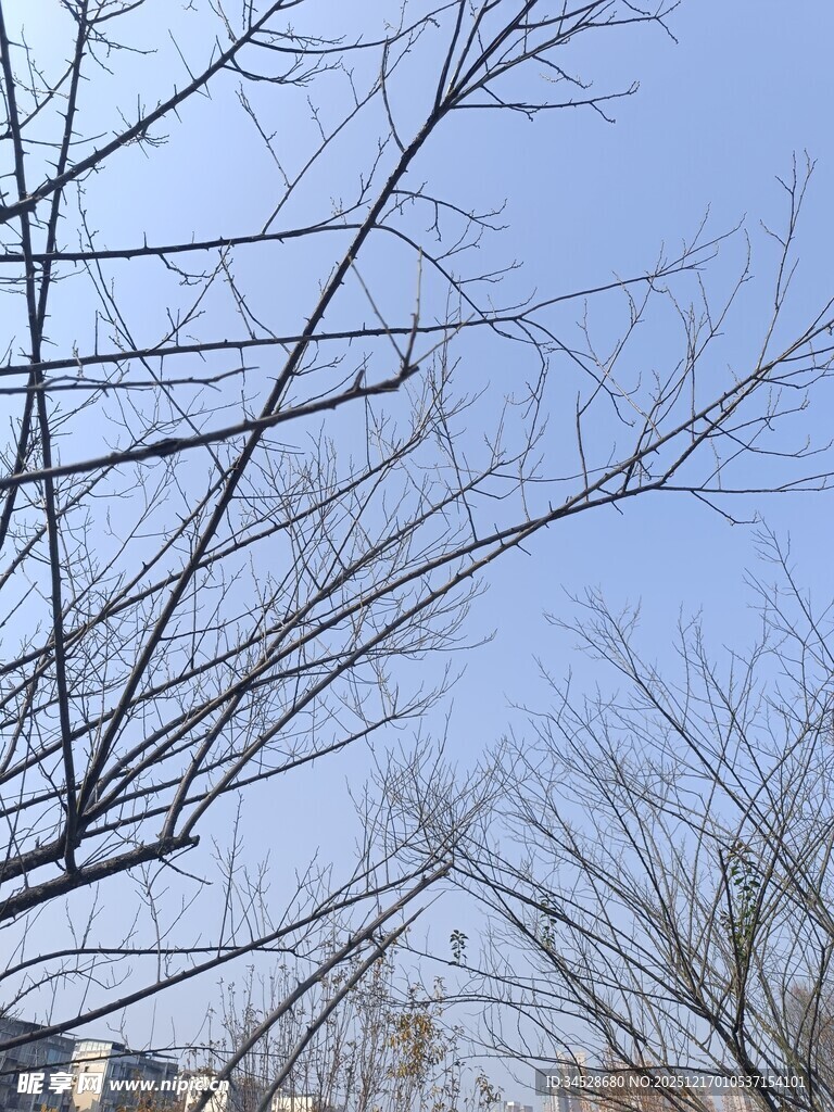 冬日枯树与蓝天景象