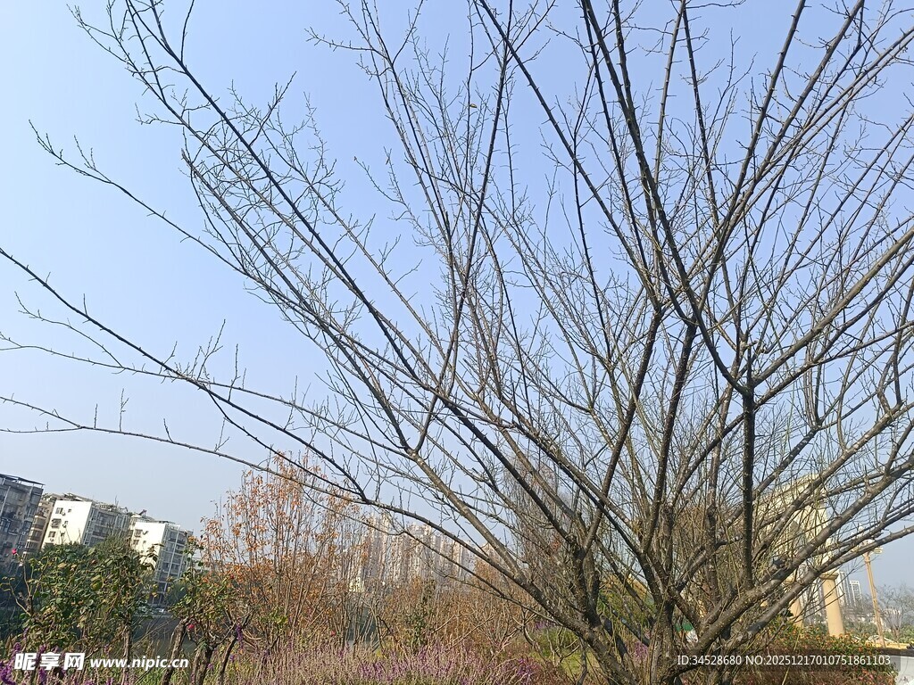 冬日光秃树木景观