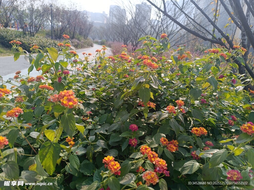 春日繁花绽放的绿植景观