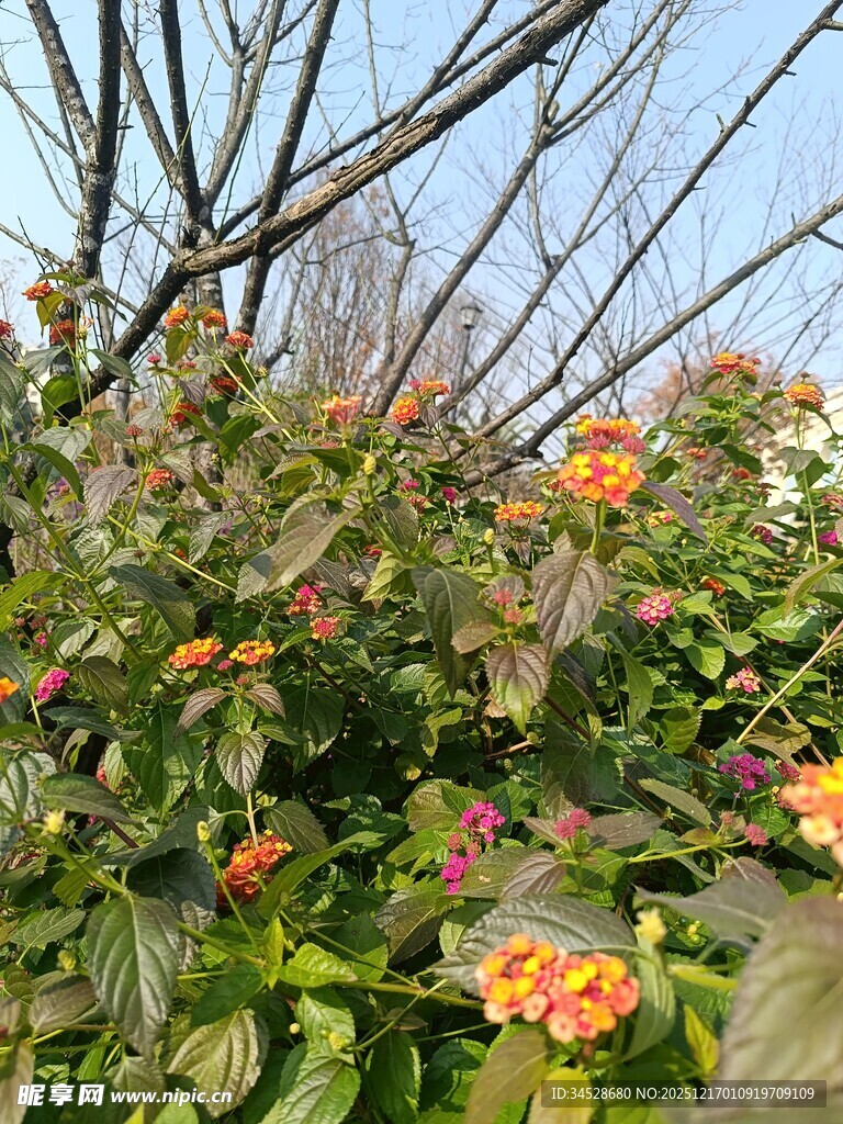 阳光下绽放的多彩花卉