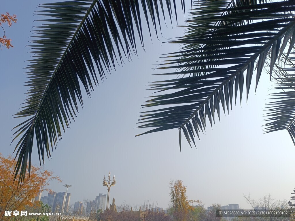 棕榈叶下的城市风景