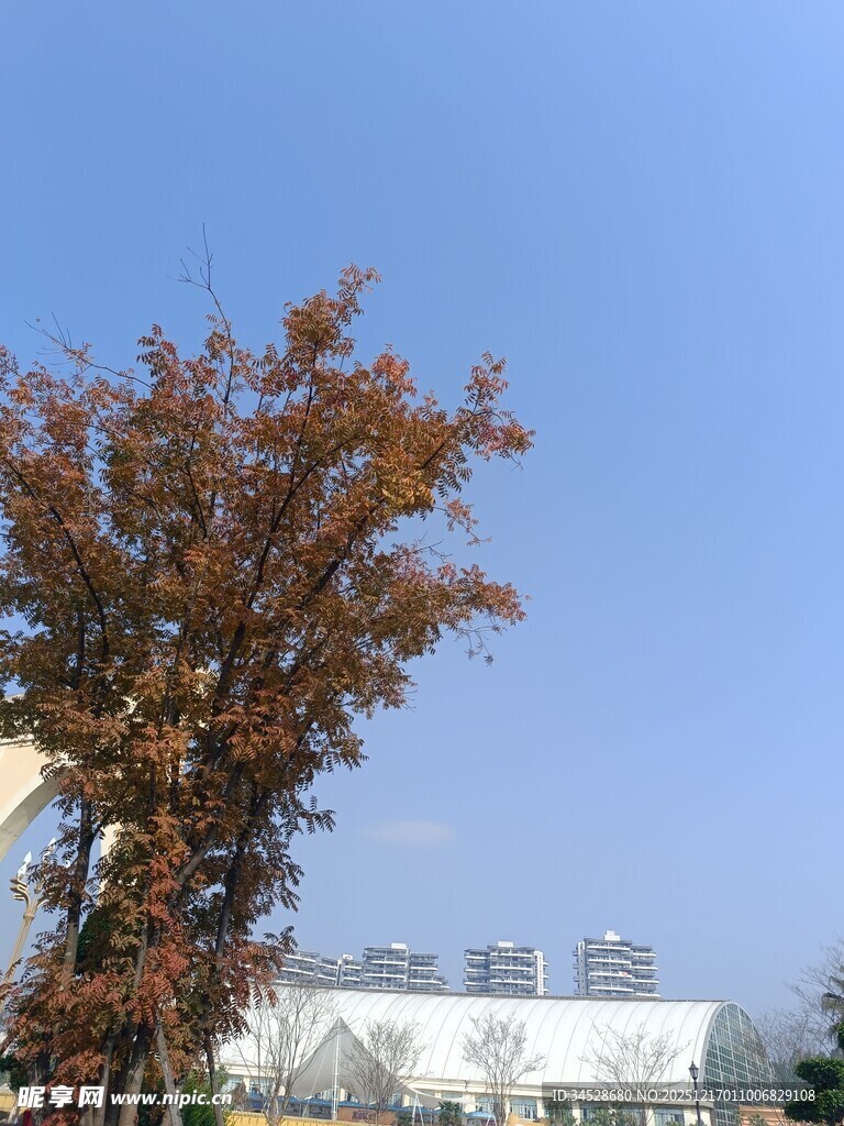 秋日孤树与远处建筑