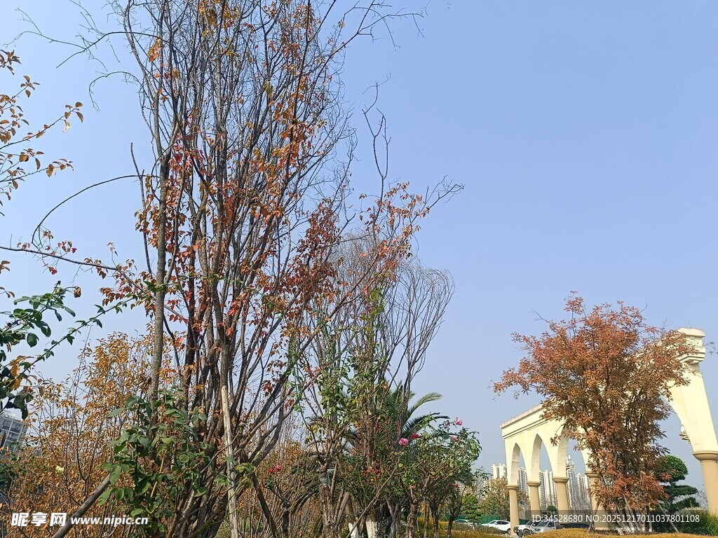 秋日园林树木景致