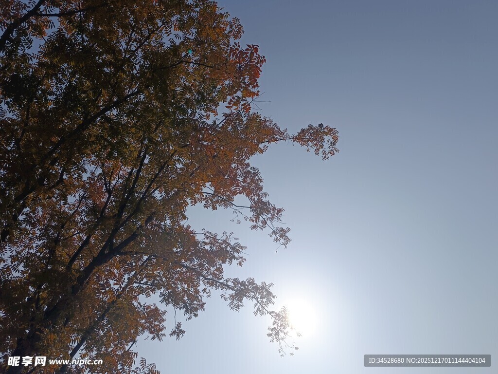 秋日树梢间的明媚阳光