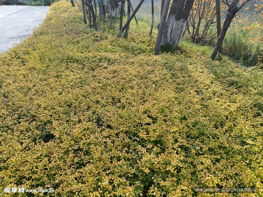 路边金黄繁茂的灌木丛