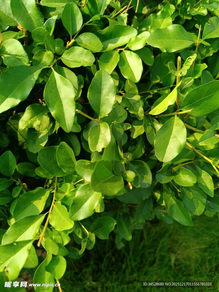 翠绿繁茂的树叶