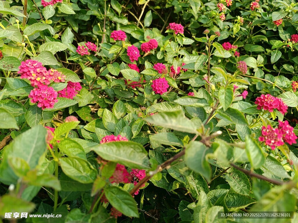 绿叶间的艳丽粉花